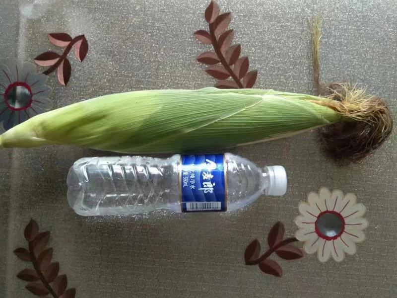 《精选》糯玉米水果玉米珍珠玉米甜玉米大量上市了软糯香甜