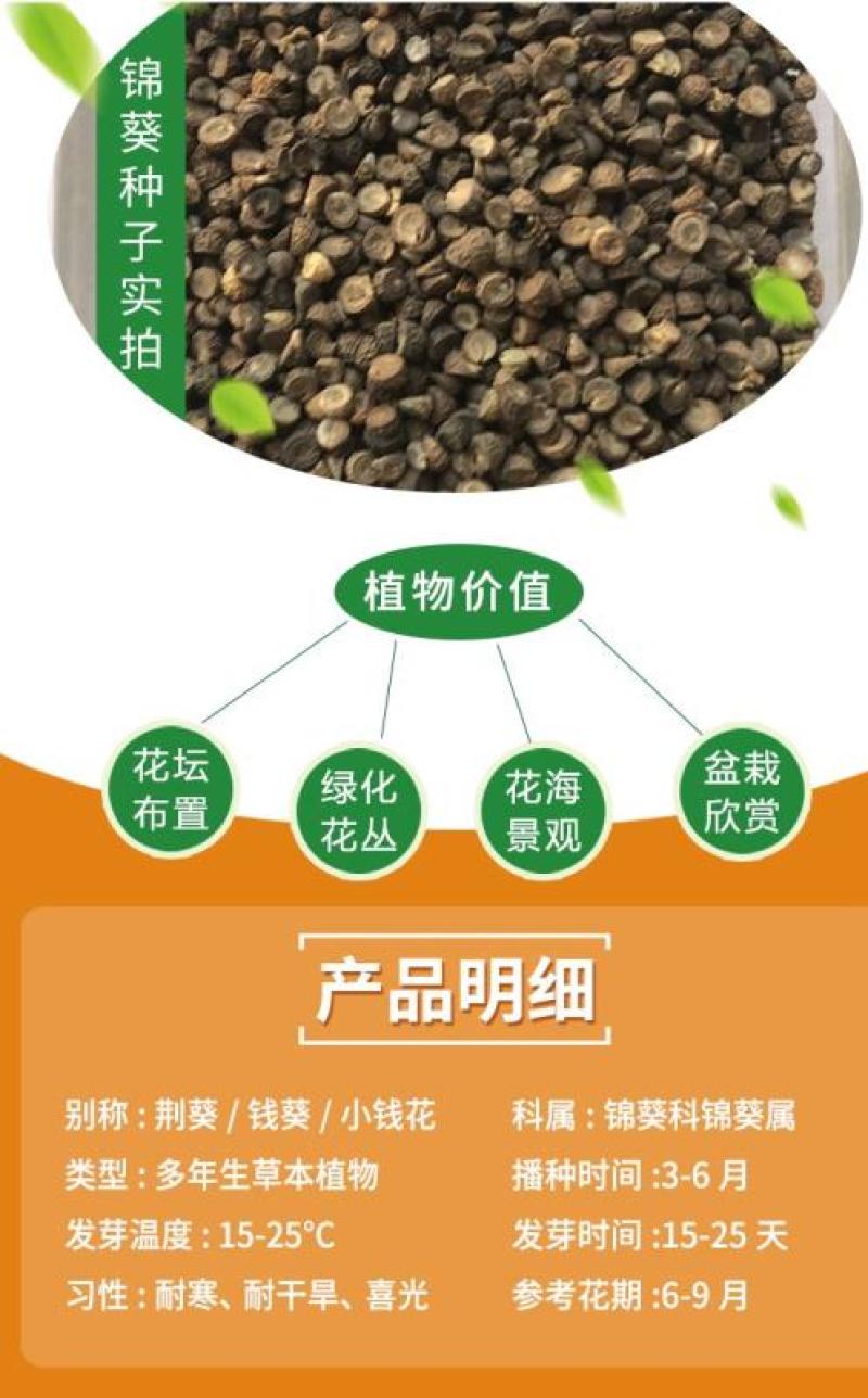 锦葵种子花种籽盆栽花卉植物耐寒四季播种易活庭院绿化观赏花