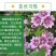 锦葵种子花种籽盆栽花卉植物耐寒四季播种易活庭院绿化观赏花
