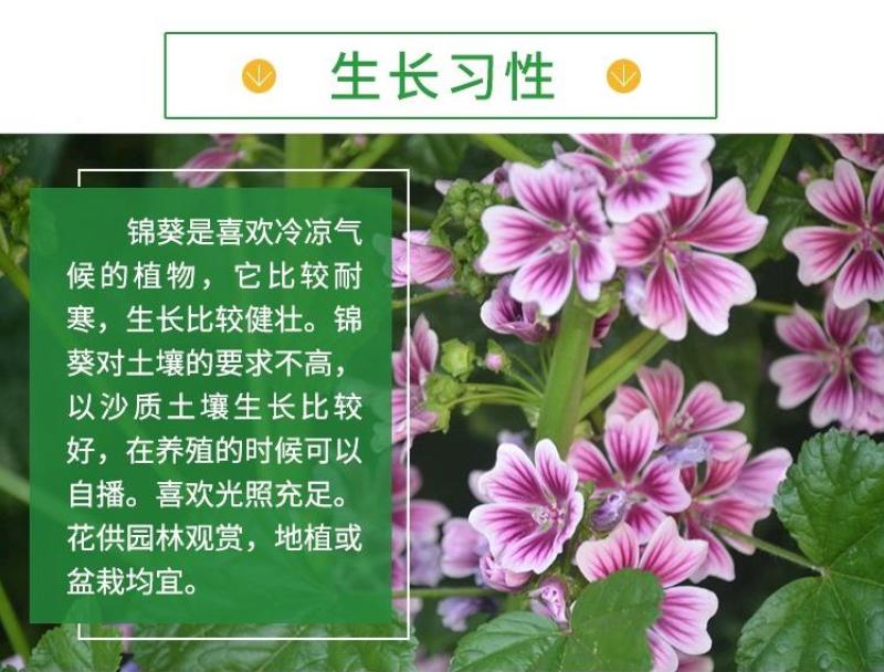 锦葵种子花种籽盆栽花卉植物耐寒四季播种易活庭院绿化观赏花