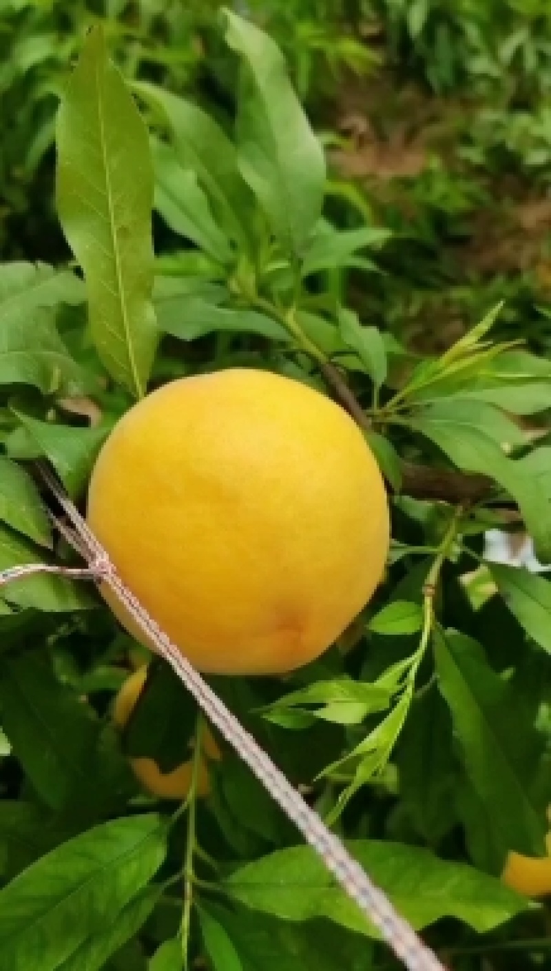 暖棚突围桃，早十四，京红，早升桃，深州蜜桃，