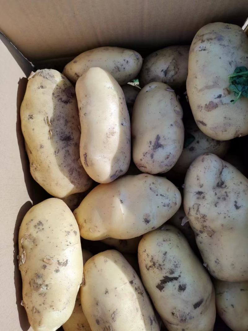 土豆荷兰十五产地直供货源充足代发全国保证质量
