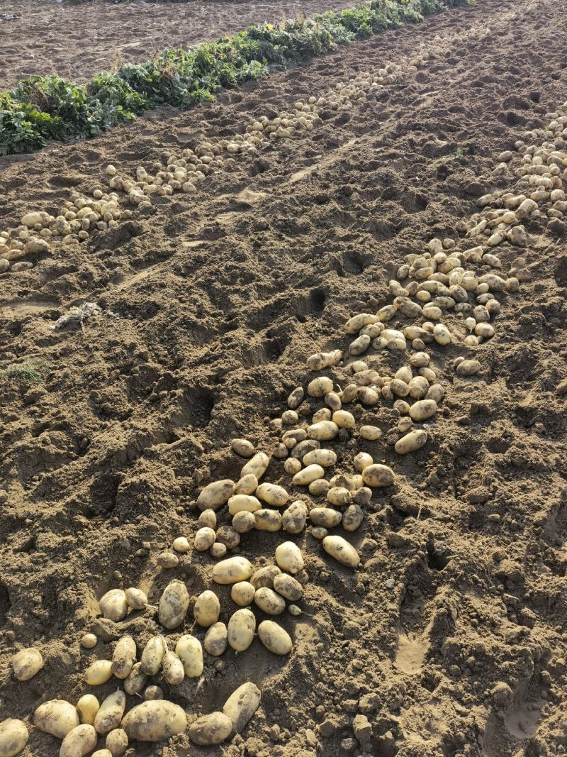 土豆荷兰十五产地直供货源充足代发全国保证质量