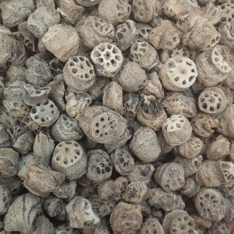 生藕节中药材干藕节老藕节药用莲藕根新