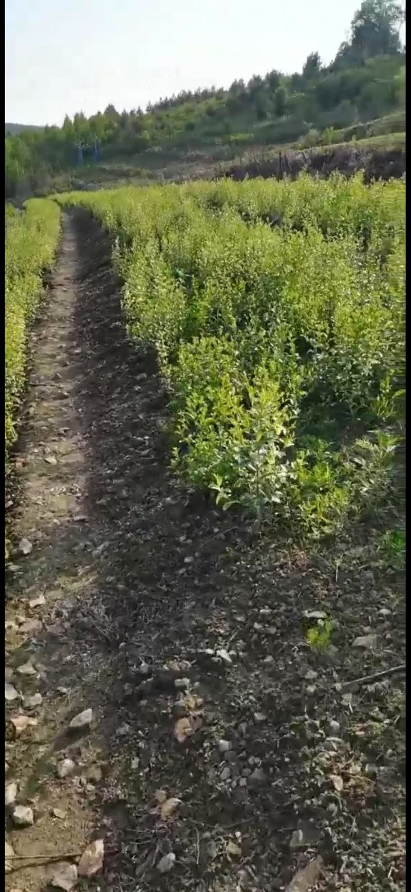 朱砂点苍术红茬苍术，不是起霜货