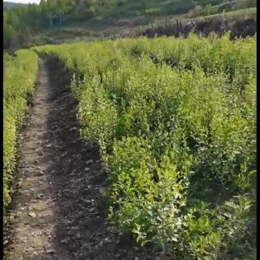 朱砂点苍术红茬苍术，不是起霜货
