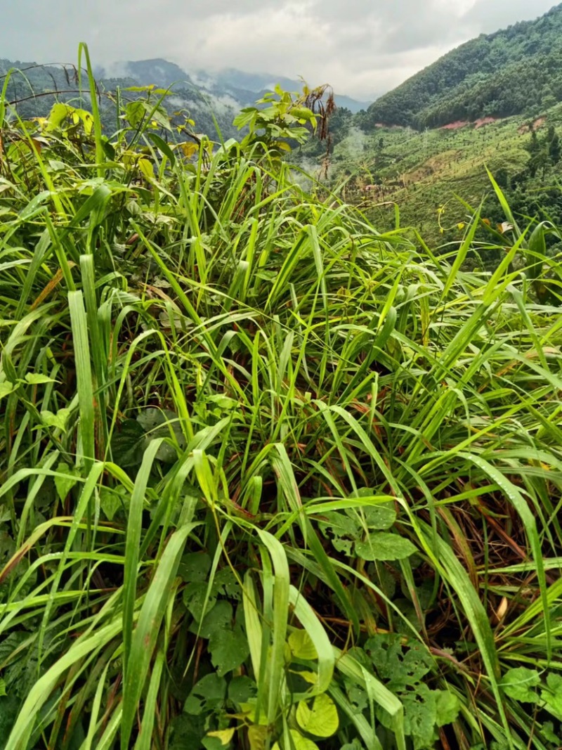 云南新鲜香茅草、泰国品种香茅可以做香精，食材，基地直供