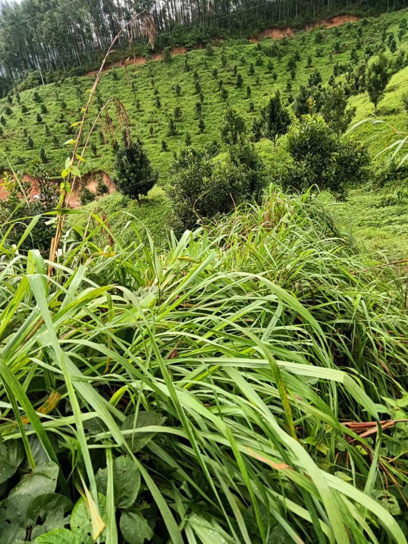 云南新鲜香茅草、泰国品种香茅可以做香精，食材，基地直供