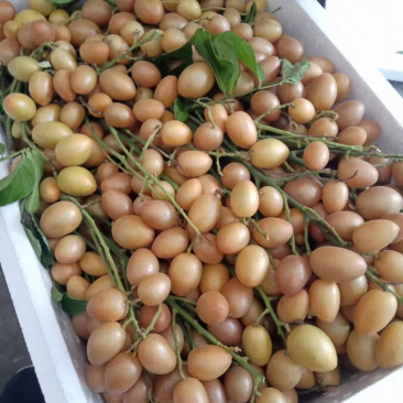 现在有大量鸡心皮出货，每天都可以装15000-3000斤