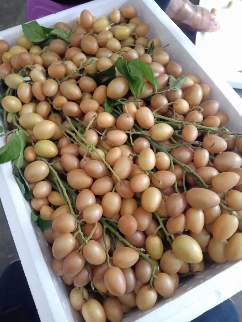 现在有大量鸡心皮出货，每天都可以装15000-3000斤