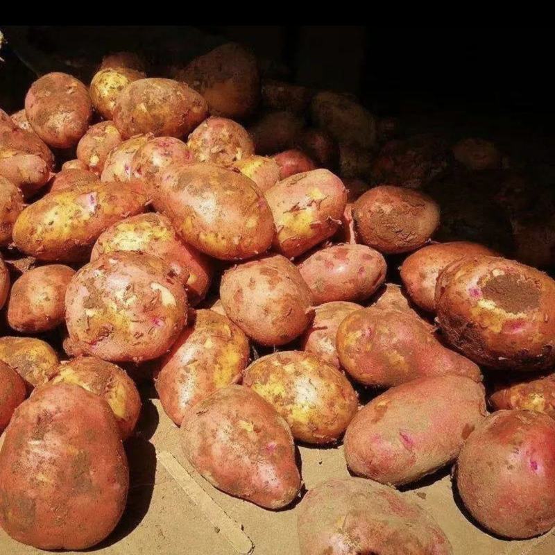 精品红皮土豆云南青薯9号土豆大量上市中，产地直供欢迎选购