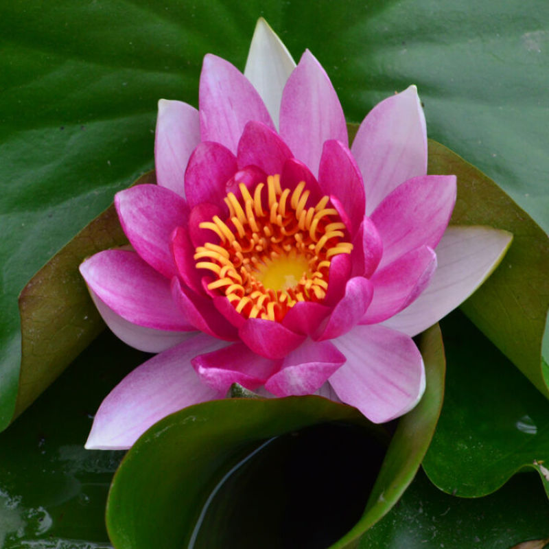 池塘睡莲花鱼缸睡莲根块带花苞四季盆栽水培植物庭院