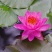 池塘睡莲花鱼缸睡莲根块带花苞四季盆栽水培植物庭院