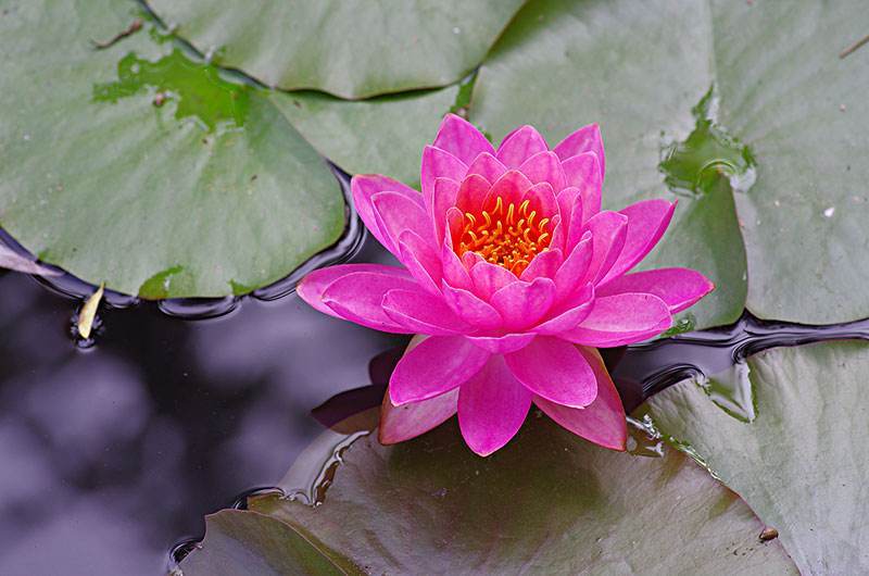 池塘睡莲花鱼缸睡莲根块带花苞四季盆栽水培植物庭院
