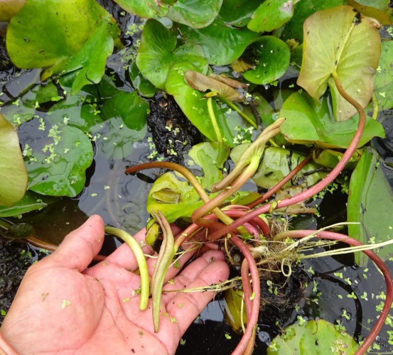 池塘睡莲花鱼缸睡莲根块带花苞四季盆栽水培植物庭院