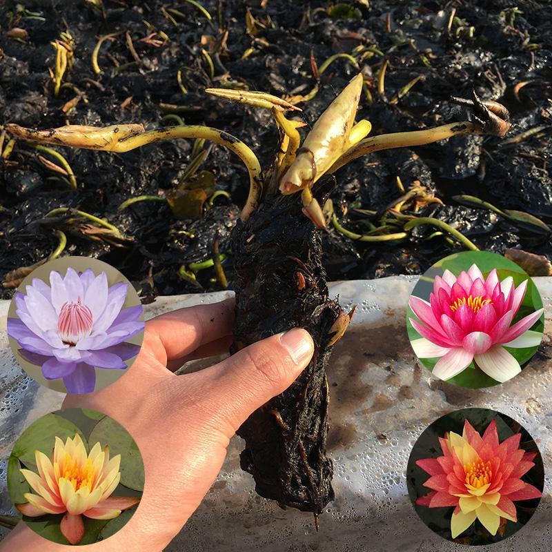 池塘睡莲花鱼缸睡莲根块带花苞四季盆栽水培植物庭院