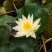 池塘睡莲花鱼缸睡莲根块带花苞四季盆栽水培植物庭院