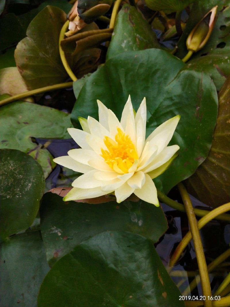 池塘睡莲花鱼缸睡莲根块带花苞四季盆栽水培植物庭院