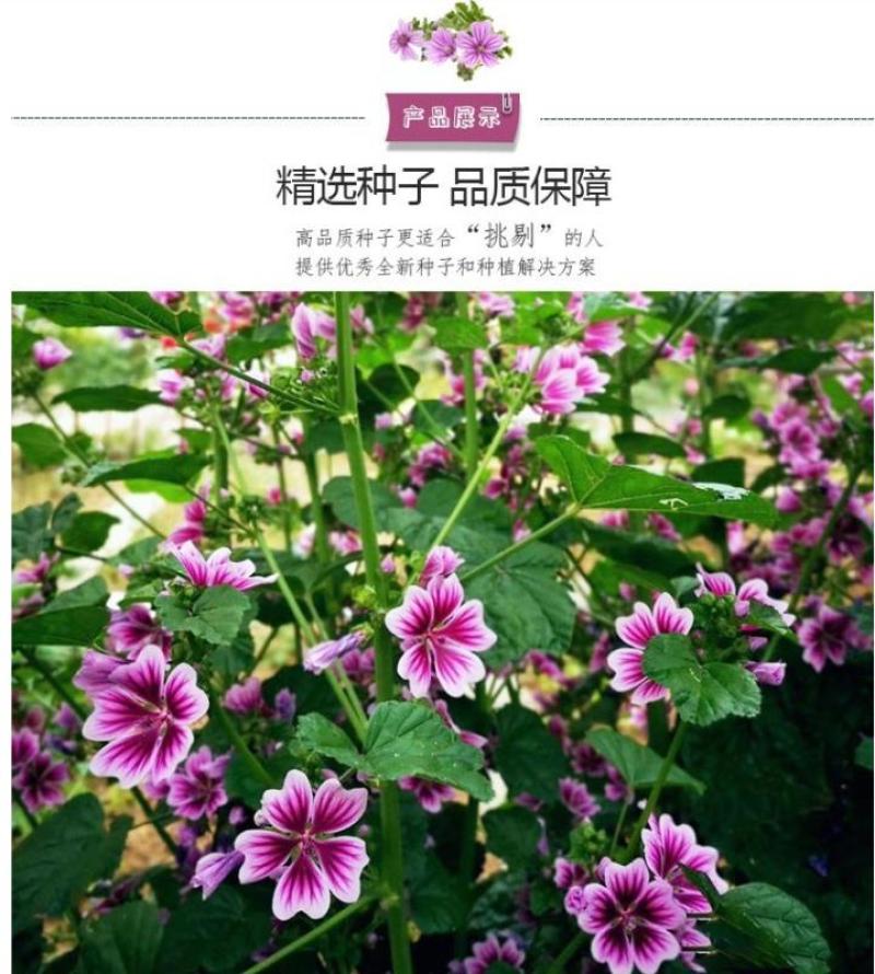 锦葵花卉种子金钱紫花葵花籽多年生宿根春夏播种简单易活庭院