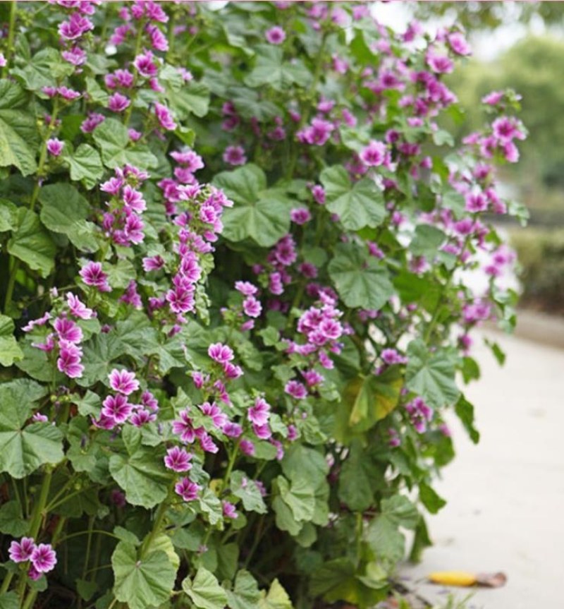 锦葵花卉种子金钱紫花葵花籽多年生宿根春夏播种简单易活庭院