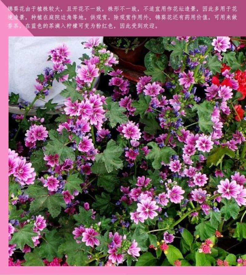 锦葵花卉种子金钱紫花葵花籽多年生宿根春夏播种简单易活庭院