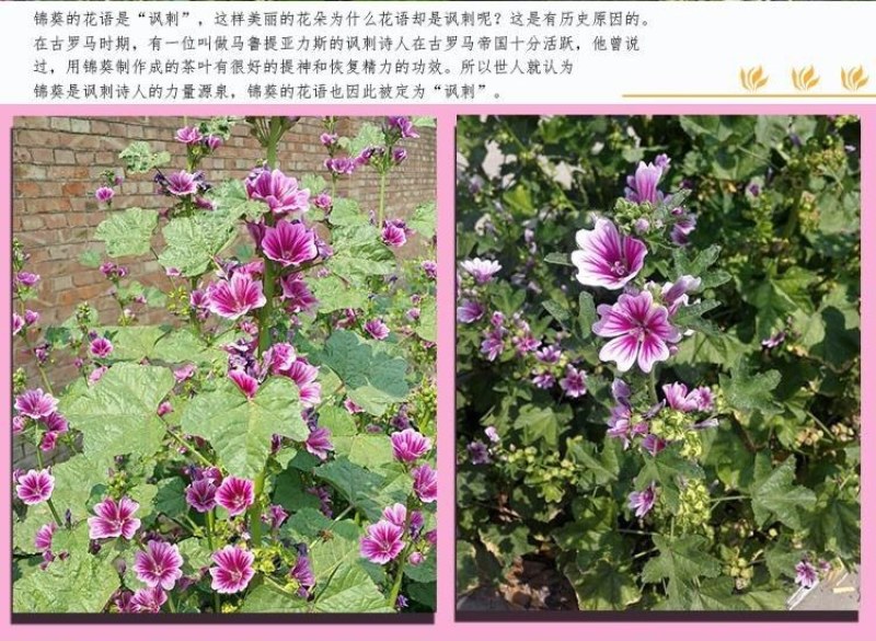 锦葵花卉种子金钱紫花葵花籽多年生宿根春夏播种简单易活庭院