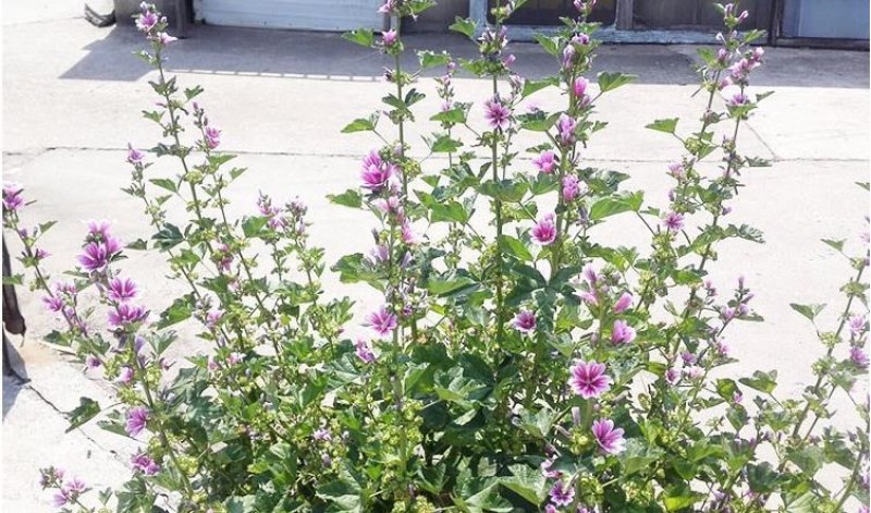 锦葵花卉种子金钱紫花葵花籽多年生宿根春夏播种简单易活庭院