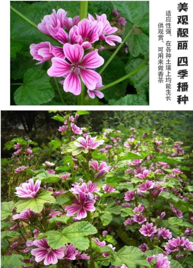 锦葵花卉种子金钱紫花葵花籽多年生宿根春夏播种简单易活庭院