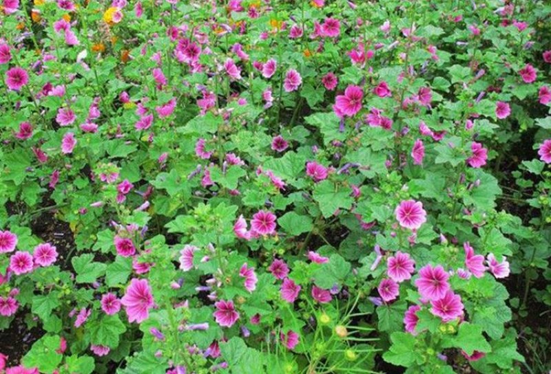 锦葵花卉种子金钱紫花葵花籽多年生宿根春夏播种简单易活庭院