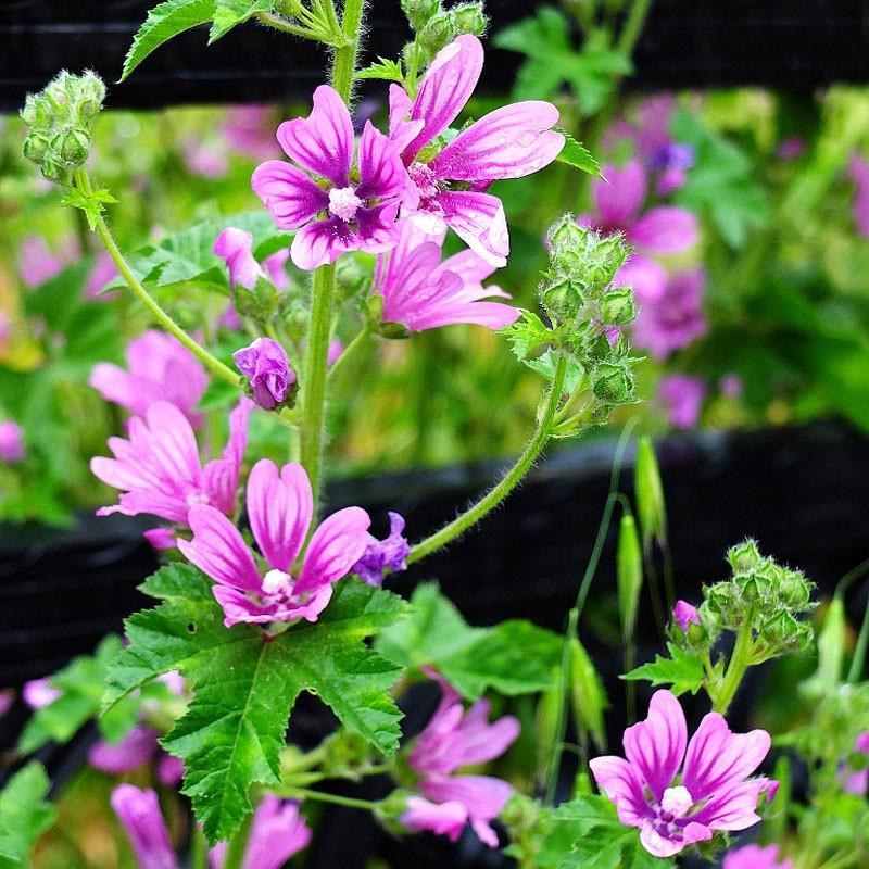 锦葵花卉种子金钱紫花葵花籽多年生宿根春夏播种简单易活庭院