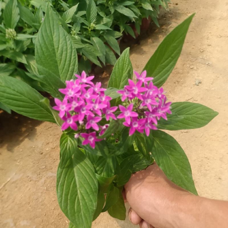 【推荐】五星花，多肉植物，基地发货，对接大型采购商