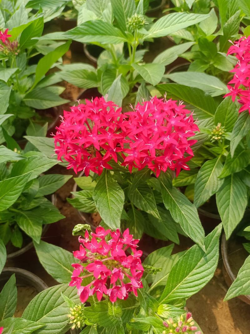 【推荐】五星花，多肉植物，基地发货，对接大型采购商