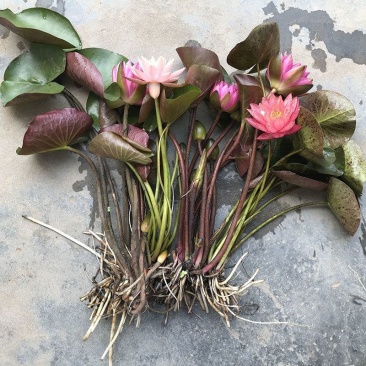 带花苞发货睡莲花苗四季荷花盆栽根块水培植物鱼缸池塘