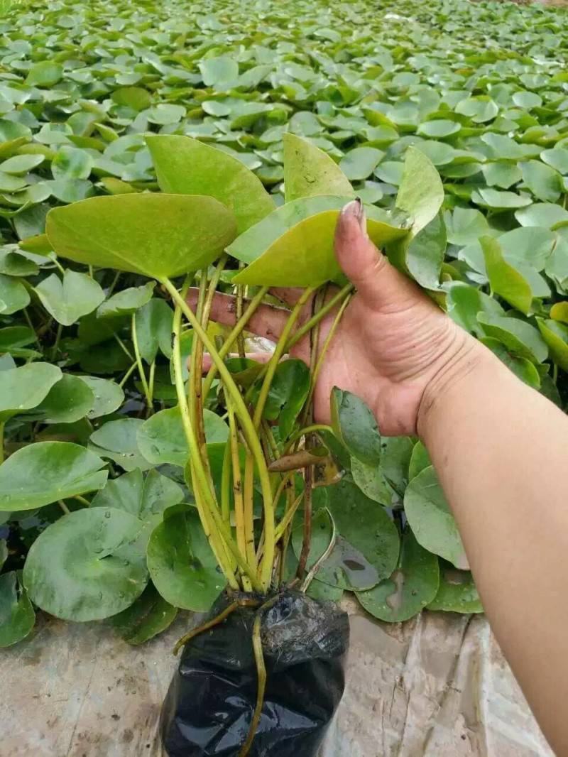 带花苞发货睡莲花苗四季荷花盆栽根块水培植物鱼缸池塘