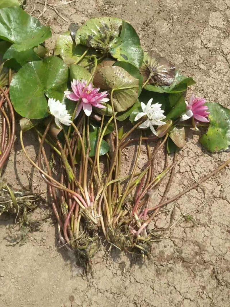 带花苞发货睡莲花苗四季荷花盆栽根块水培植物鱼缸池塘