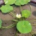 带花苞发货睡莲花苗四季荷花盆栽根块水培植物鱼缸池塘