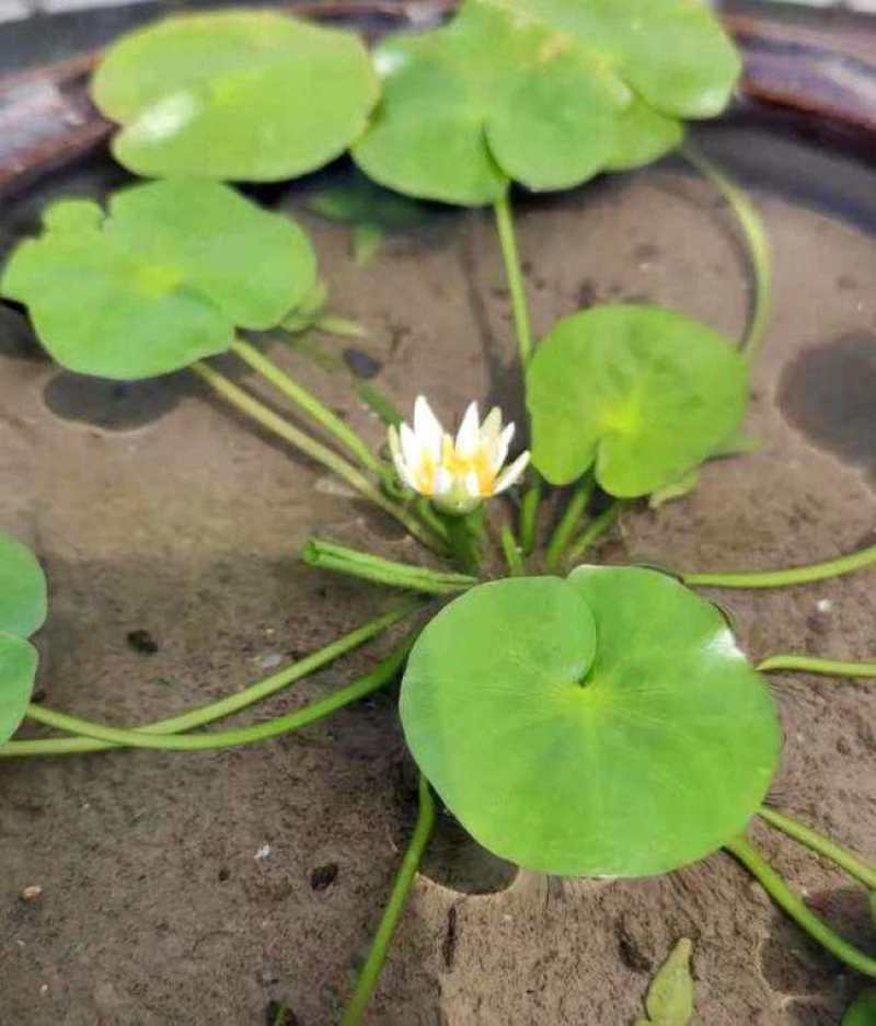 带花苞发货睡莲花苗四季荷花盆栽根块水培植物鱼缸池塘