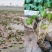 带花苞发货睡莲花苗四季荷花盆栽根块水培植物鱼缸池塘