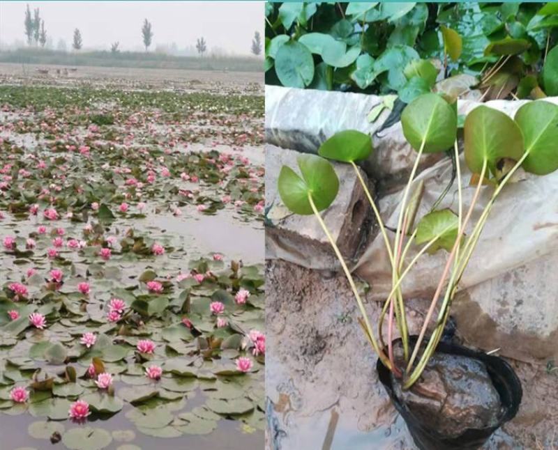 带花苞发货睡莲花苗四季荷花盆栽根块水培植物鱼缸池塘