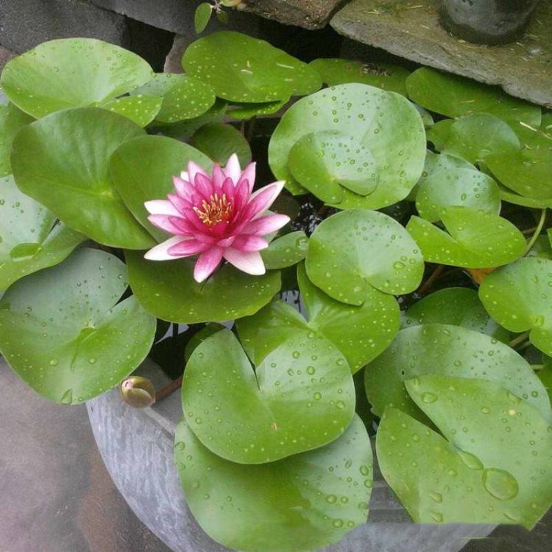带花苞发货睡莲花苗四季荷花盆栽根块水培植物鱼缸池塘