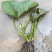 带花苞发货睡莲花苗四季荷花盆栽根块水培植物鱼缸池塘