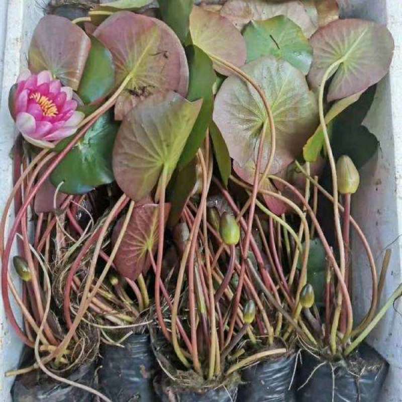 带花苞发货睡莲花苗四季荷花盆栽根块水培植物鱼缸池塘