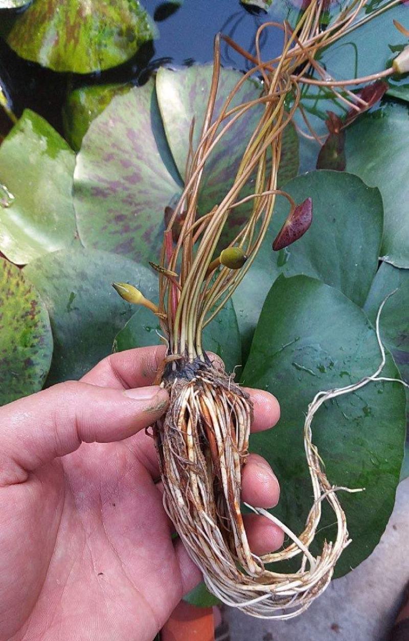 带花苞发货睡莲花苗四季荷花盆栽根块水培植物鱼缸池塘