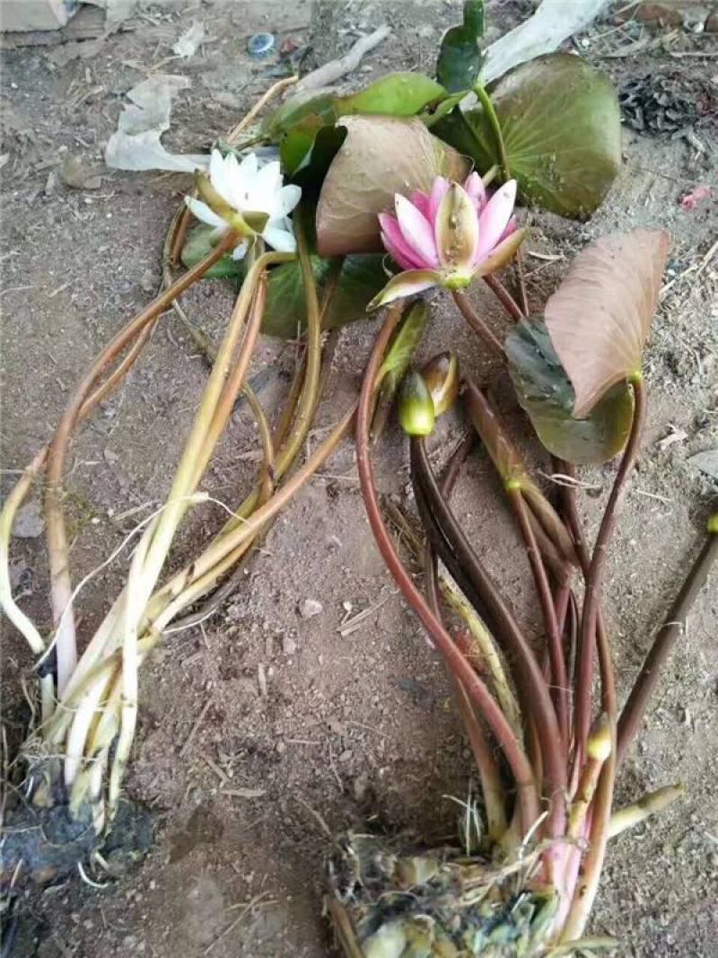带花苞发货睡莲花苗四季荷花盆栽根块水培植物鱼缸池塘
