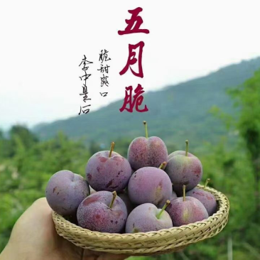 鲜果城堡五月脆凤凰李，大量上市，一件代发