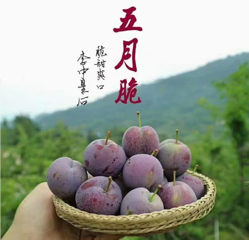 鲜果城堡五月脆凤凰李，大量上市，一件代发