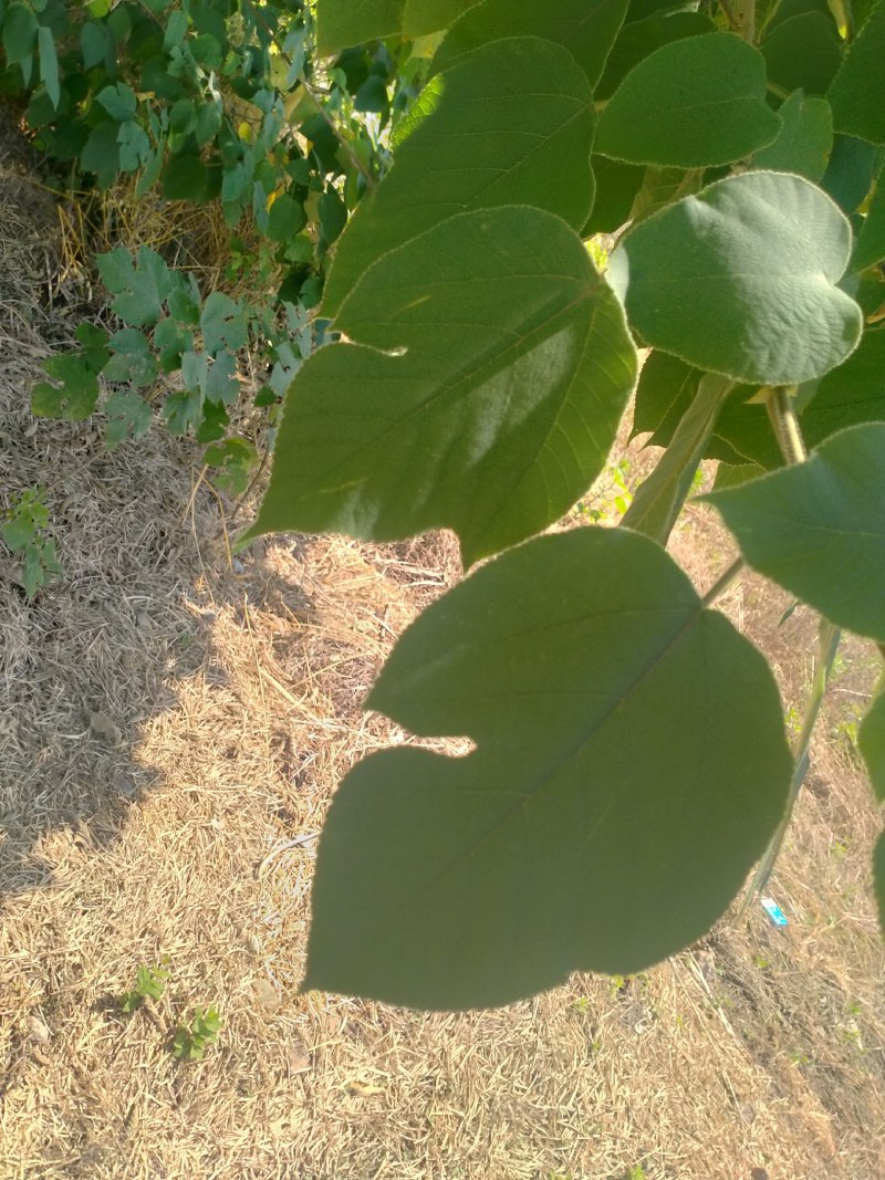 构树
