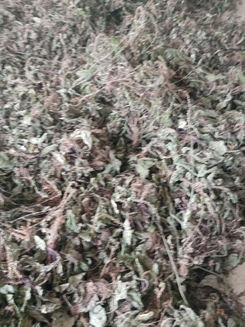 车前草产地甘肃陇南野生货一手货源欢迎来电咨询