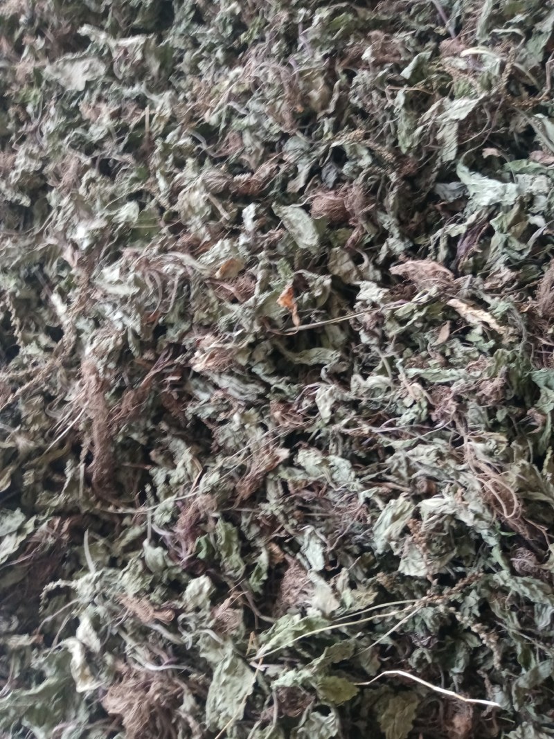 车前草产地甘肃陇南野生货一手货源欢迎来电咨询