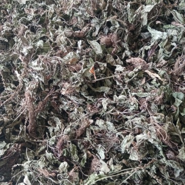 车前草产地甘肃陇南野生货一手货源欢迎来电咨询